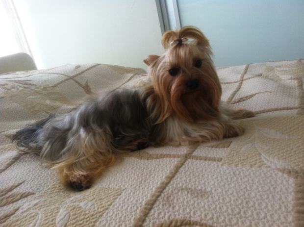  - yorkshire-terrier-spreman-vezu-slika-35727736