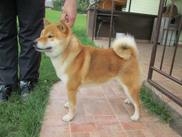 Koliko kosta shiba inu