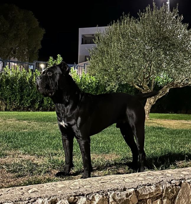 CANE CORSO mužijak izrazito jak star 3 i po godine spreman za parenje