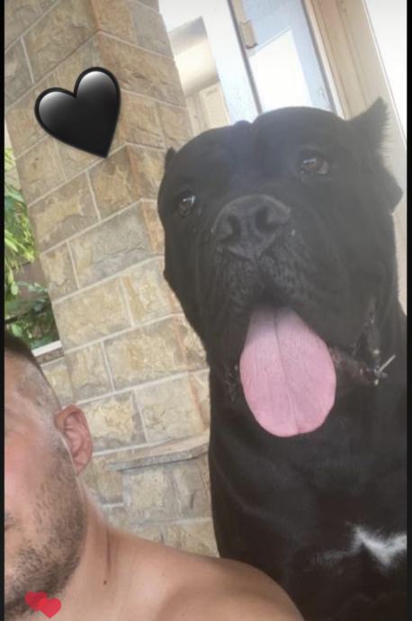 CANE CORSO mužijak izrazito jak star 3 i po godine spreman za parenje