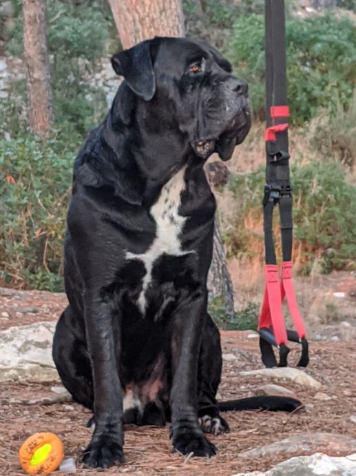 Cane Corso Mu Jak Za Parenje