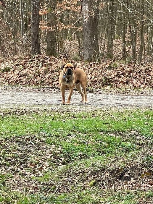 Cane Corso mužjak za parenje