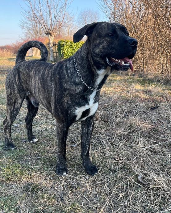 Cane Corso Za Parenje