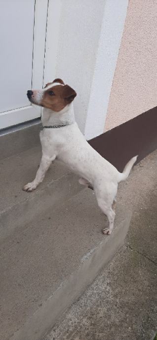 Jack Russell Terijer Jack Rusel Spreman Za Parenje Prodaja