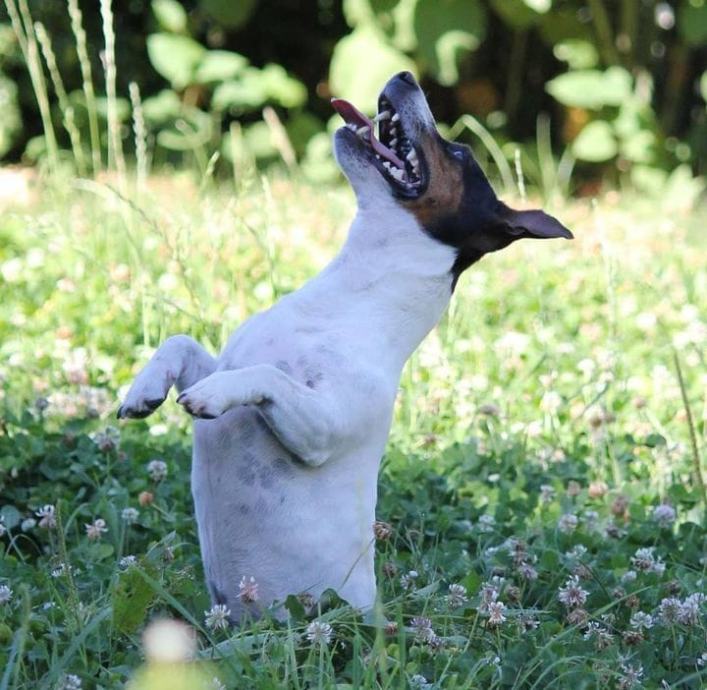 Jack russel terijer mužjak za parenje