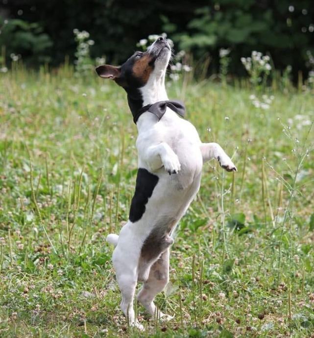 Jack Russel Terijer Mu Jak Za Parenje