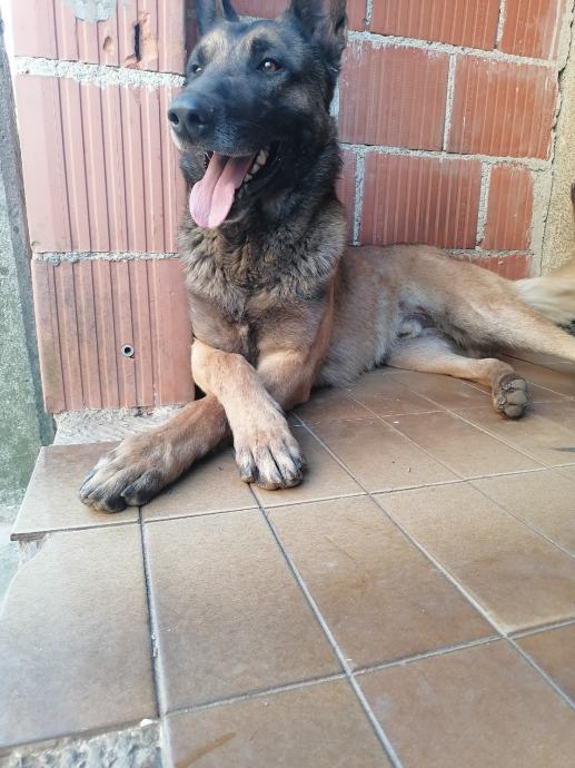 Malinois belgijski ovčar za parenje