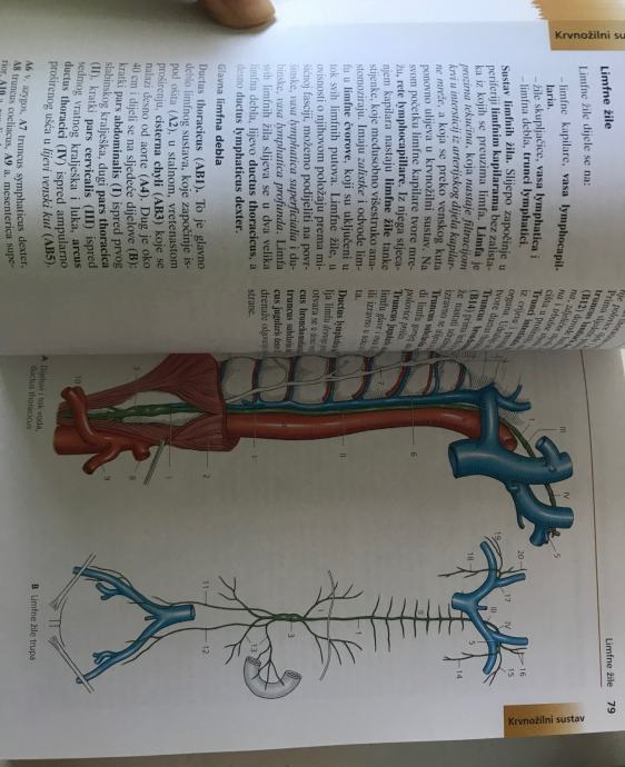 Werner Platzer Priru Ni Anatomski Atlas