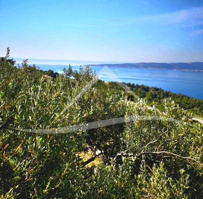 Maslinik S Otvorenim Panoramskim Pogledom Na More Brela