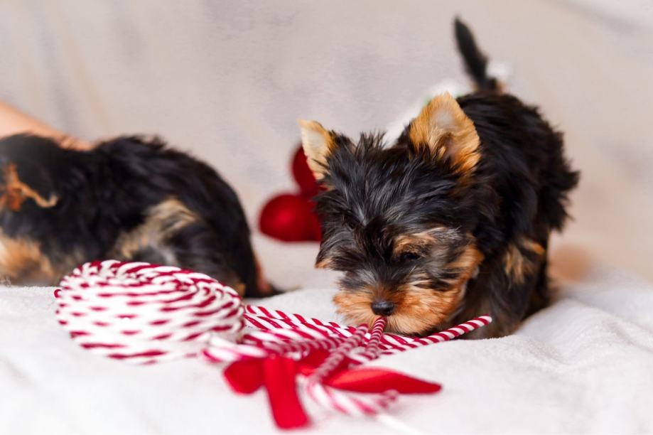 Jorkširski terijer jorki yorkie yorkshire terrier