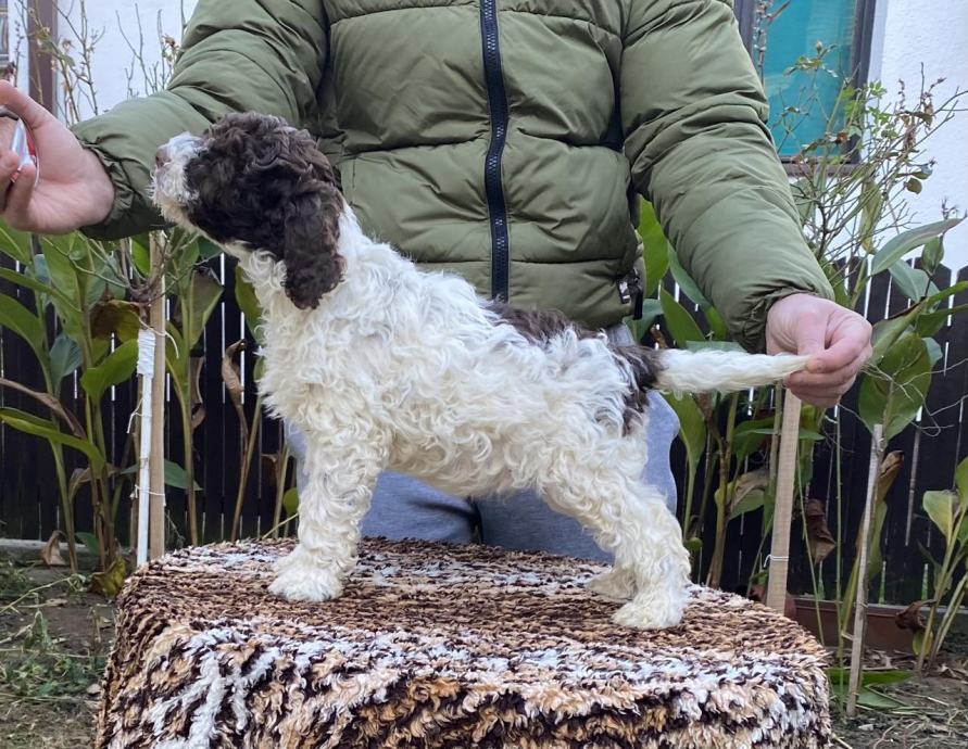 Lagotto Romagnolo Tenci Vrhunskog Kvaliteta