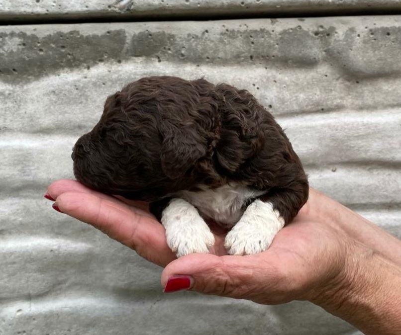 Lagotto Romagnolo Tenci Vrhunskog Kvaliteta