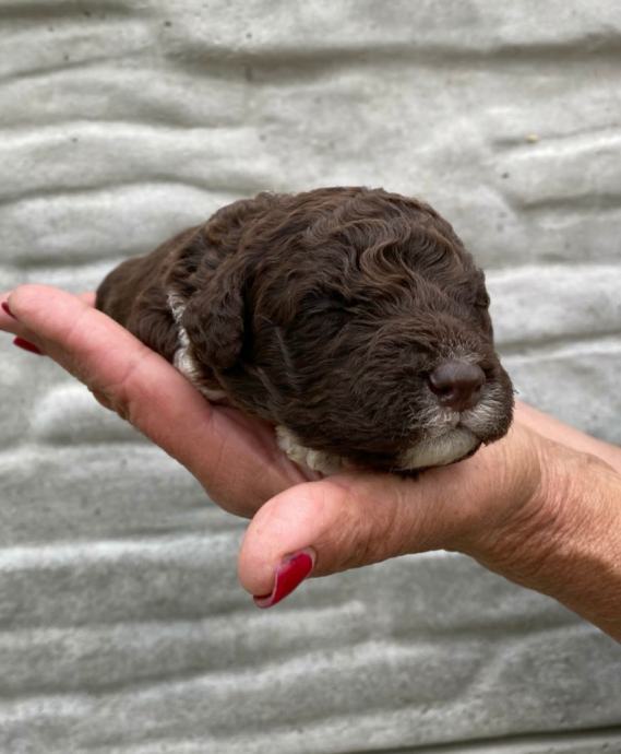 Lagotto Romagnolo Štenci vrhunskog kvaliteta