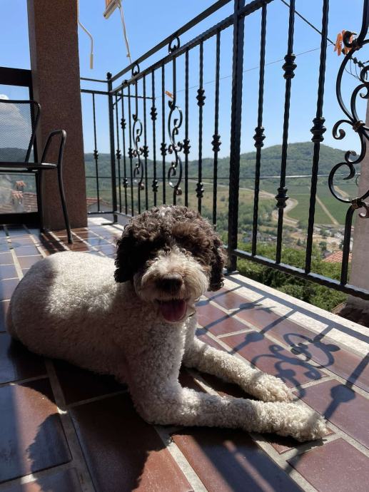 Lagotto Romagnolo Tenci Zvati Na