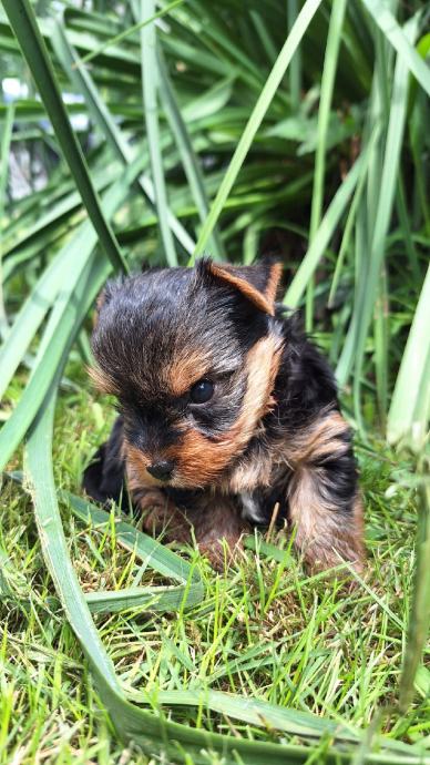 Yorkshire Terrier Yorki Jork Irski Terijer Jorki