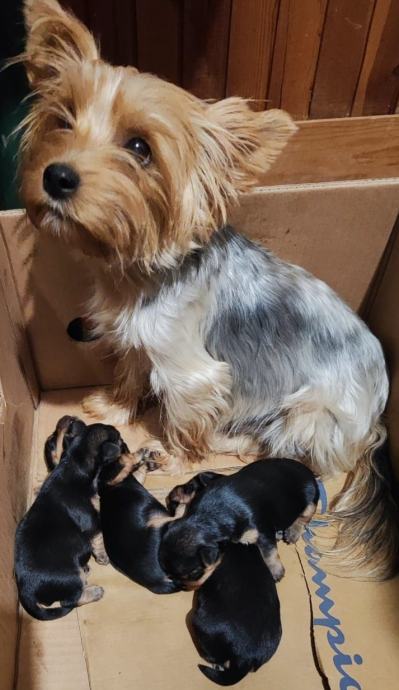 Yorkshire terijer Jorkširski terijer štenad yorkie