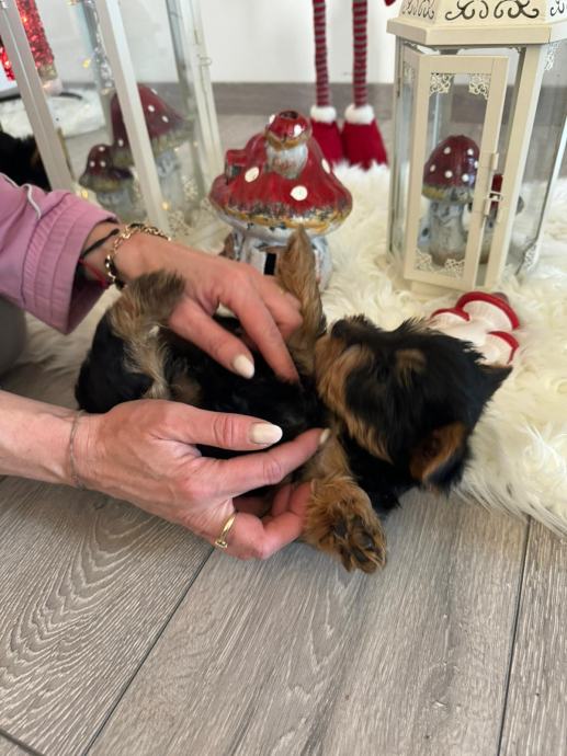 Yorkshire terrier Jorkširski terijer Yorkie