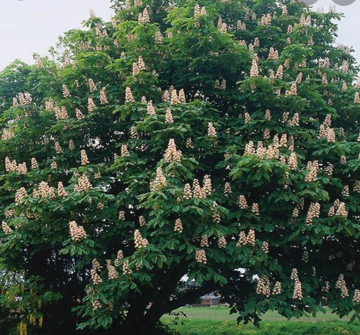 Конский Каштан Обыкновенный Aesculus Hippocastanum