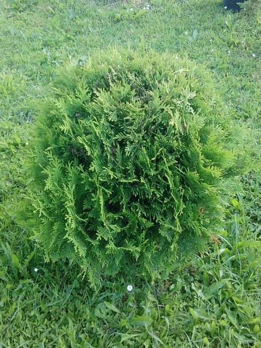 Globus Tuja Thuja Globosa Sadnice Promjera Cm Prodajemo