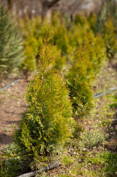 Thuja smaragd columna lovorvišnja sadnice