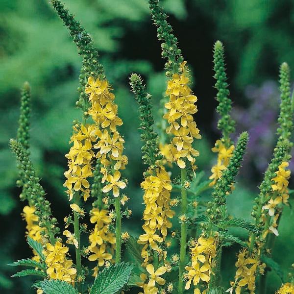 Turica Petrovac Agrimonia Eupatoria Ljekovita Biljka Trajnica Sjeme