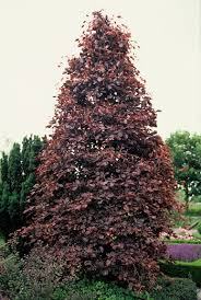 Crvenolisna Bukva Fagus Sylvatica Purpurea