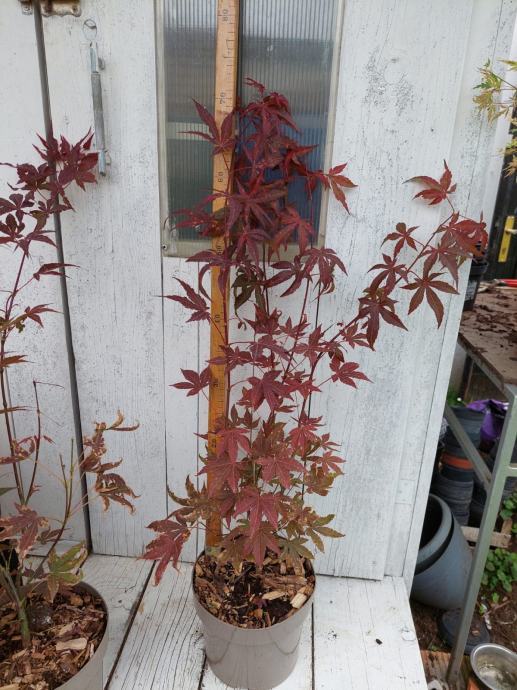 Crvenolisni Japanski Javor Acer Palmatum Atropurpureum Sadnica