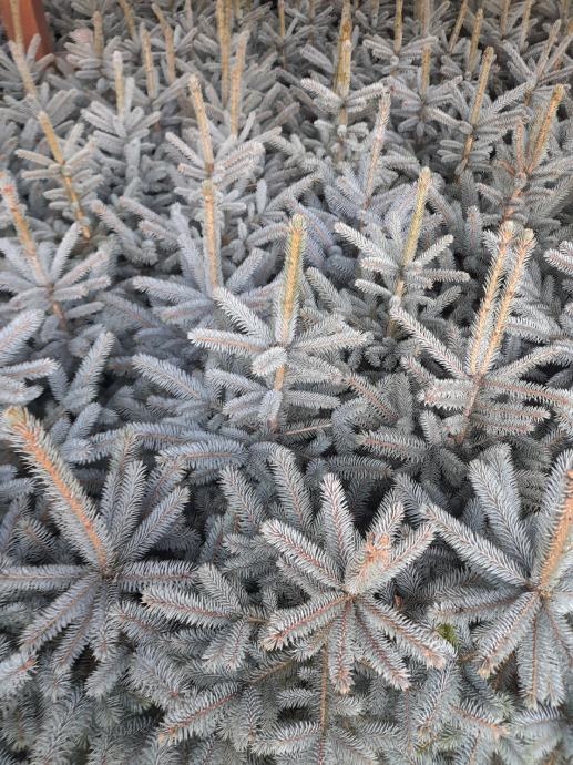 Sadnice Picea Pungens Baby Blue Plava Smreka