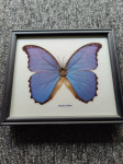 Framed butterflies / Uramljeni leptiri