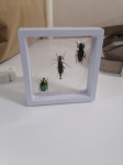 insektarij preparirani kukci insekti uramljeni Framed insects