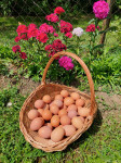 Prodajem jaja iz domaćeg uzgoja