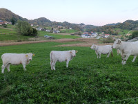 Charolais