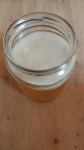 Kombucha scoby