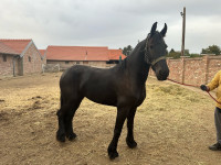 Frizijska kobila 4 godine