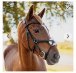 Grackle uzda, Horse and Hound