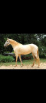 Kobila, čistokrvna andaluzijska (P.R.E.), 11 godina stara, od roditelj