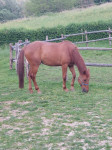 KWPN-Konj- Kastrat-kraljevski nizozemski konj