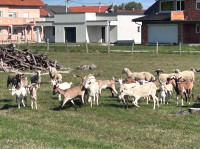 Prodaja jarića/kozlića