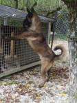 Belgijski ovčar Malinois-parenje