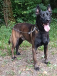 Belgijski ovčar Malinois-parenje