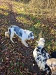 Blue Merle Border Collie sa rodovnikom za parenje