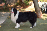 Border Collie