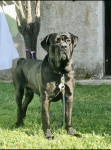 CANE CORSO ZA PARENJE