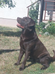 LABRADOR RETRIVER - ČOKOLADNI