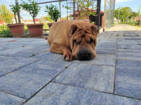 Tražimo mužjaka pasmine Shar pei za parenje