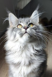 Maine coon mačić