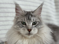 Maine coon mačić