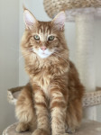 Maine Coon- Hrvatska/pedigre of Fife/SFDH - uzgajivačnica Mimax Royal