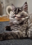 Maine coon mačke