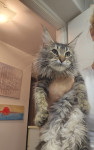 Maine Coon